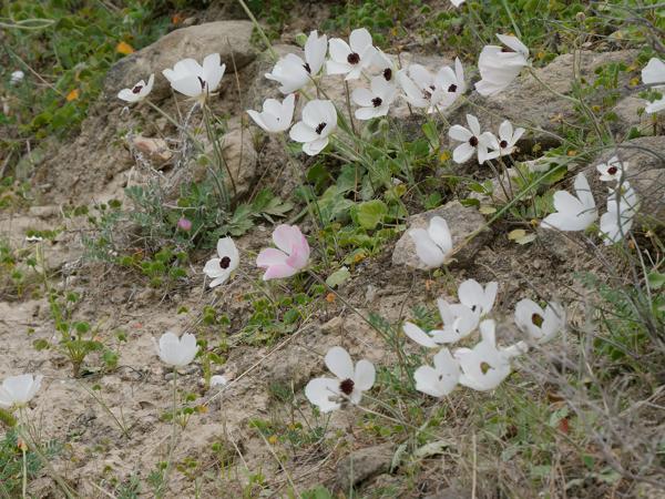 <h3><a href="/trips/kreta/biota/plantae/tracheophyta/magnoliopsida/ranunculales/ranunculaceae/ranunculus asiaticus/ranunculus asiaticus-nl.html">Ranunculus&nbsp;asiaticus</a> / Asian&nbsp;buttercup / </h3>OM-1 Mark II met OLYMPUS M.150-400mm F4.5 TC, 1/1250 sec  bij F11.0, ISO 2000, afstand 10.7&nbsp;m
